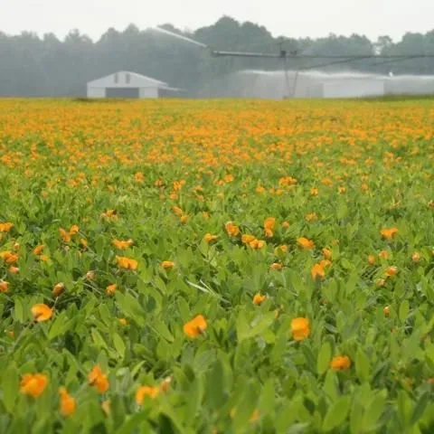 thumbnail for publication: Rhizoma Perennial Peanut